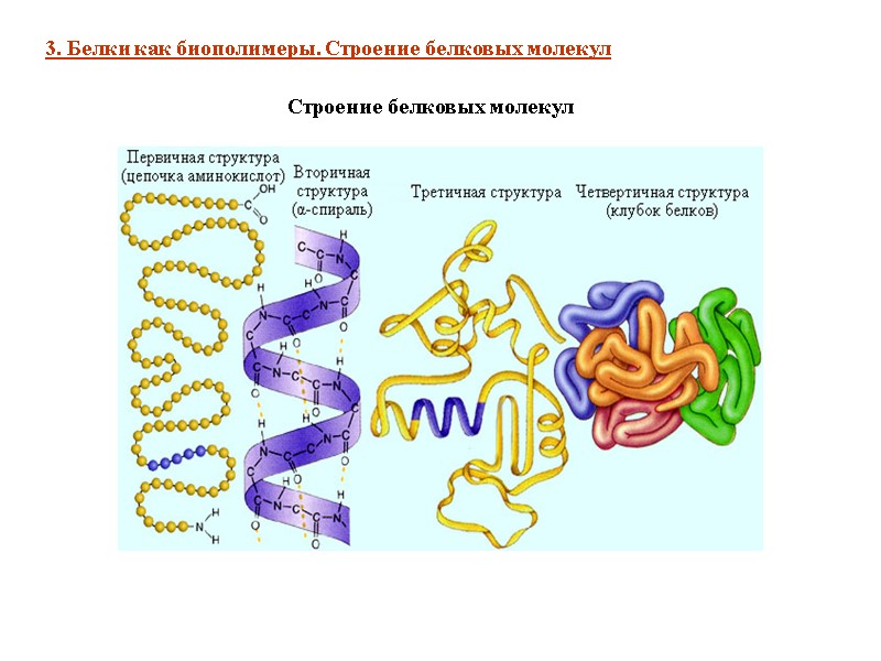 Строение белковых молекул 3. Белки как биополимеры. Строение белковых молекул